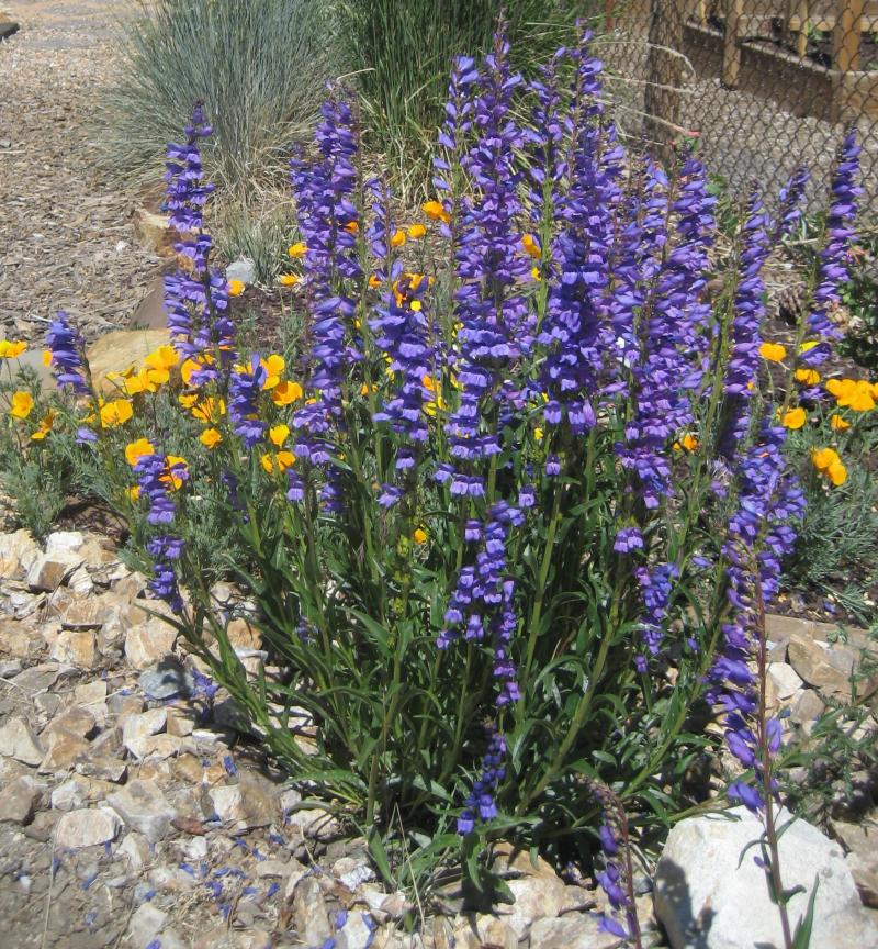 PENSTEMON cobaea (1306)